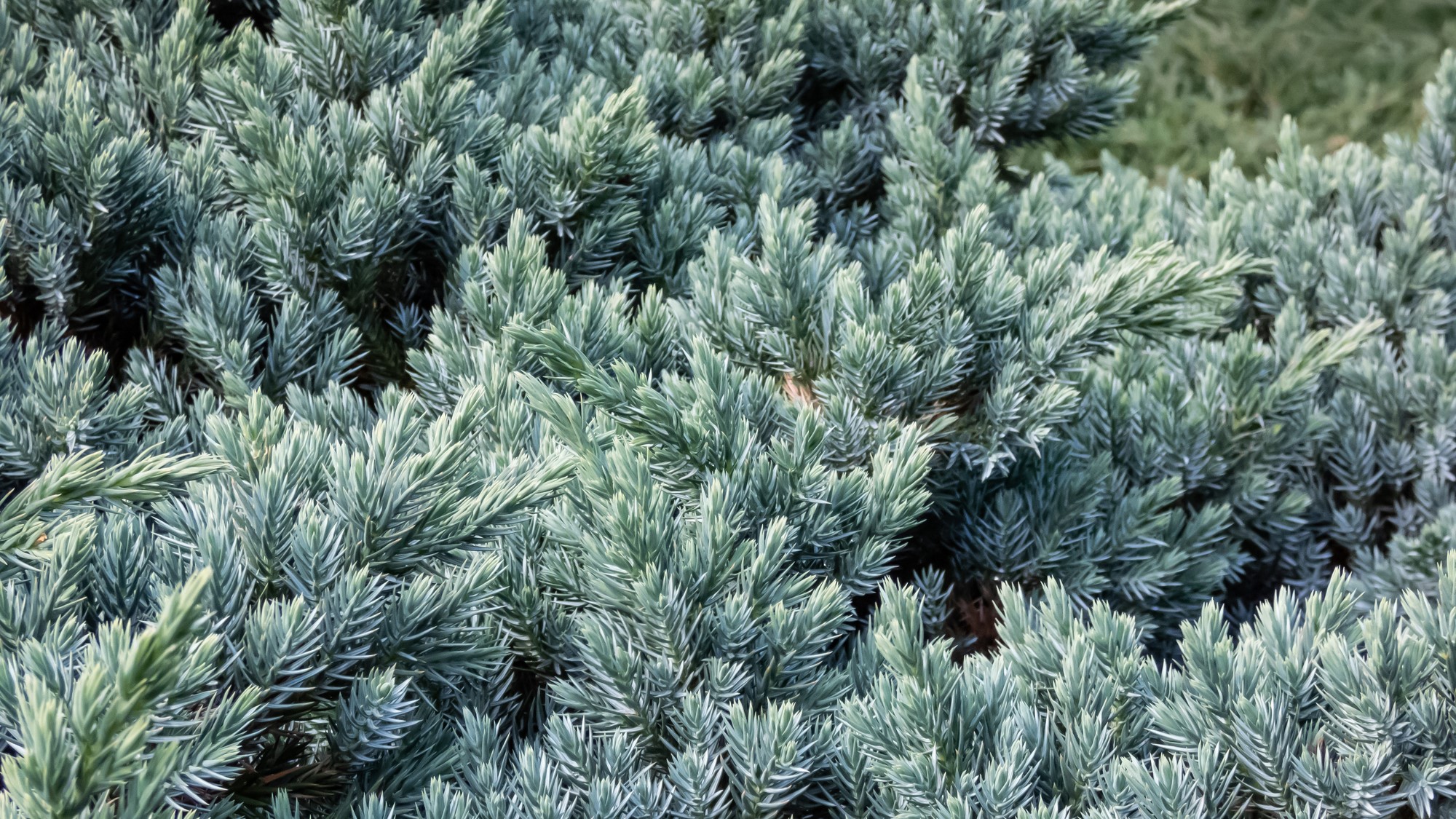 Juniperus squamata Blue Carpet_2000x1125